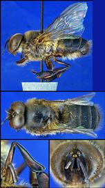   Apis cerana  drone, photo: A.H. Smith-Pardo 
